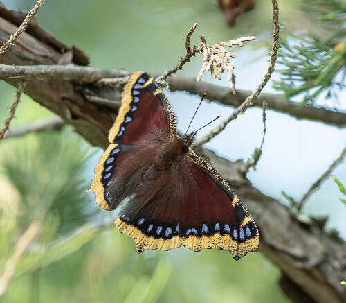 <p>A Mourning Cloak butterfly spotted on a recent South Shore Stroll. (Dale Smith photo)</p>

